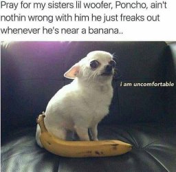 39-funny-animal-memes-that-are-impawsible-not-to-laugh-at-01-17.jpg